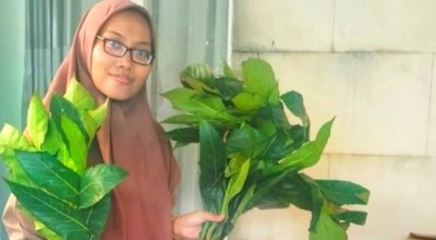 Teh Daun Sukun Buatan Warga Trosobo Sidoarjo, Nikmat dan Kaya Manfaat