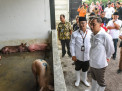 RPH Khusus Babi Banjarsugihan Surabaya Mulai Beroperasi