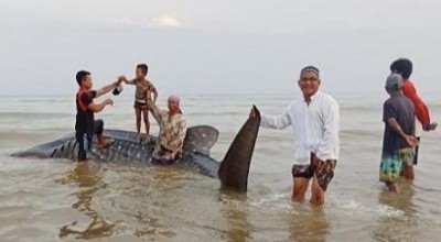 Warga Temukan Hiu Tutul Terdampar di Pantai Dusun Bakong Pamekasan