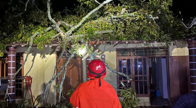 Ponorogo Diguyur Hujan Tiada Henti, Pohon Tumbang hingga Longsor