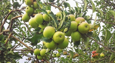 Petani Apel Batu Beralih Tanam Jeruk, DPRD Jatim Desak Pemerintah Turun Tangan