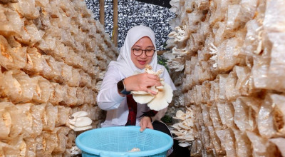 Menengok Kampung Jamur di Banyuwangi, Raup Omzet Rp360 Juta Per Bulan