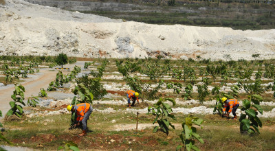 SIG Tanam 503 Ribu Pohon di Lahan Pascatambang Pabrik Tuban