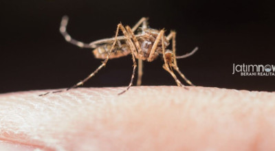 Kasus DBD di Kabupaten Probolinggo Kian Tinggi, 12 Orang Meninggal Dunia