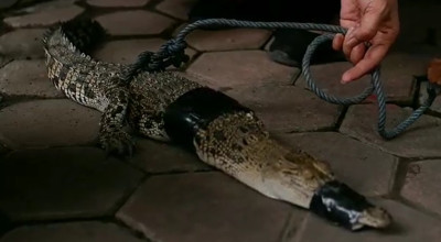 Buaya Berkeliaran di Sawah Warga Tulungagung, Waspada!