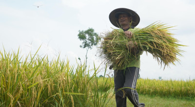 Produktivitas Padi di Kediri Terus Naik Melalui Program DITO