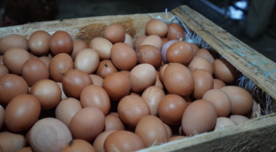 Pj Wali Kota Batu Siapkan Subsidi Pakan Ternak, Sikapi Lonjakan Harga Telur