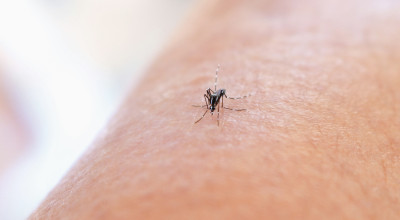 Sebaran Kasus DBD di Kabupaten Kediri, Ini 3 Wilayah Tertinggi