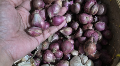 Harga Bawang Merah di Sumenep Meroket, Capai Rp50 Ribu Per Kg