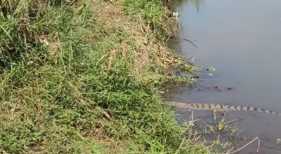 Buaya Muara Muncul di Sungai Kencong Jember, Warga Diminta Waspada!