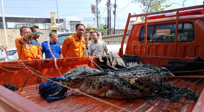 BBKSDA Akan Periksa Lokasi Penemuan Buaya di Bangkalan usai Evakuasi