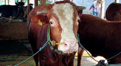Kebutuhan Ribuan Ekor Hewan Kurban di Kota Malang Dipasok dari Luar Daerah