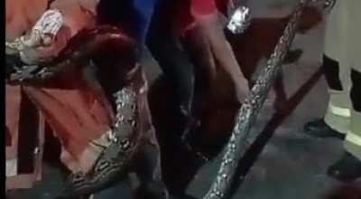 Geger Ular Piton Satroni Asrama Haji Sukolilo Surabaya