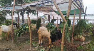 Penjual Hewan Kurban di Lamongan Wajib Kantongi Izin, Begini Caranya