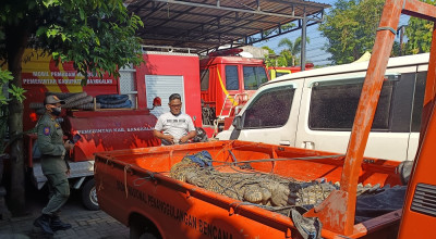 Nelayan Bangkalan Menjaring Ikan Dapat Buaya Muara