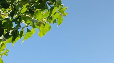 Prakiraan Cuaca Surabaya Kamis 30 Mei: Cerah Berawan, Tapi Suhu Lebih Panas