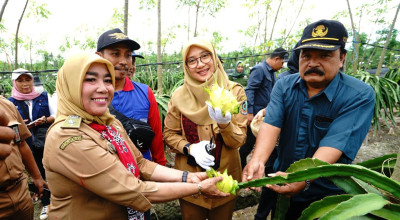 Buah Naga Kuning Banyuwangi Primadona Baru, Paduan Rasa Anggur dan Leci