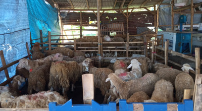 Kisah Pria di Jember Belasan Tahun jadi Tukang Jagal Hewan Kurban