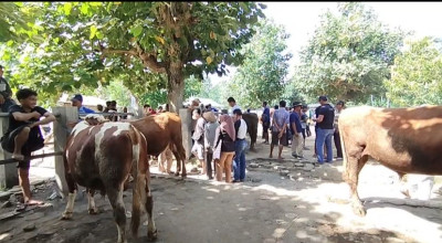 Harga Hewan Kurban di Pacitan Mulai Merangkak Naik Jelang Idul Adha