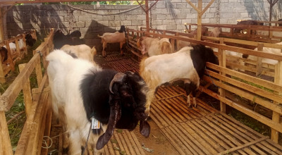 Tips DKPP Lumajang untuk Memilih Hewan Kurban