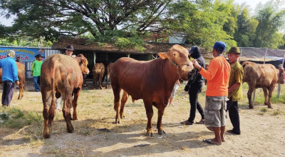 Kenaikan Harga Sapi Kurban di Lamongan Capai Rp2 Juta