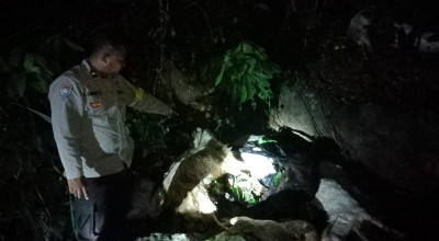 Puluhan Kambing Mati Ditemukan di Sungai Gumitir Jember, Ini Kata Polisi