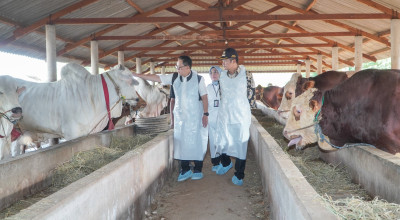 Sapi 1 Ton Asal Lamongan Dibeli Jokowi