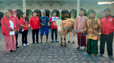 DPC PDIP Sidoarjo Serahkan Kurban Sapi di 2 Lokasi