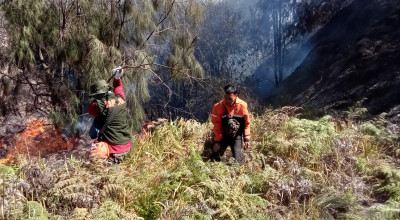 Kebakaran Lereng Gunung Batok Kawasan Bromo Dipastikan Sepenuhnya Padam