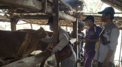 Disperta KP Sampang Wajibkan Hewan Kurban Miliki SKKH