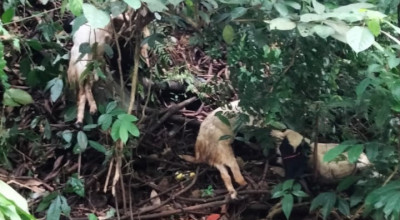 Terungkap Fakta Puluhan Kambing Mati di Sungai Gumitir Jember