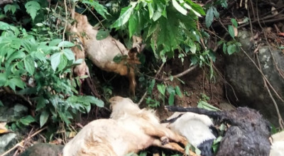 Puluhan Kambing Mati Juga Dibuang di Sungai Kawasan Banyuwangi
