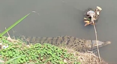 Induk Buaya Muara Bermunculan di Sungai Kencong Jember, Warga Ketakutan