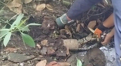 Saluran Air Macet Tersumbat Ular Sanca 4 Meter, Warga Jember Waspada!