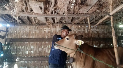 Disnak Bangkalan Cek Kesehatan Hewan Kurban mulai H-7 Idul Adha
