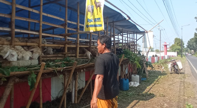 Pedagang Kambing Kurban Jember Rela Nginap di Kuburan Demi Cuan