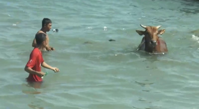 Puluhan Sapi Dipaksa Berenang di Tepi Pelabuhan Dungkek Sumenep