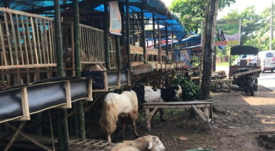 Kambing Dormas di Jember Banyak Diburu Pembeli Jelang Idul Adha