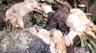 18 Ekor Kambing Misterius Ditemukan Mati di Sungai Gumitir Jember