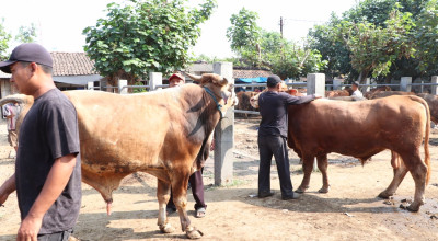 H-1 Idul Adha, Pedagang Pasar Hewan Ponorogo Buka Lapak di Luar Area