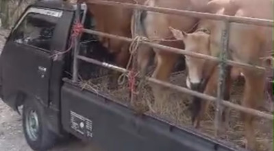 Disnak Bangkalan Hentikan Pengiriman Sapi Tak Dilengkapi SKKH