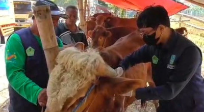 Dinas Pangan dan Pertanian Sidoarjo Temukan Hewan Kurban Terindikasi PMK