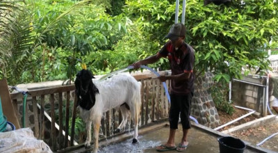 Salon Hewan Kurban Ponorogo: Rawat Kambing seperti Klinik Kecantikan