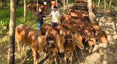 PDIP Jatim Wujudkan Welas Asih Idul Adha, Sembelih 376 Sapi Disebar ke Daerah
