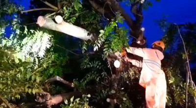 Hujan Angin Terjang Glagah Lamongan, Banyak Pohon Besar Tumbang