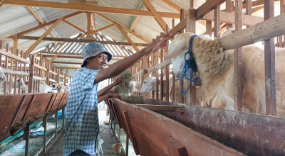 Manfaatkan Media Sosial, Peternak Lamongan Raup Cuan di Momen Idul Adha