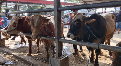 Harga Sapi dan Kambing Kurban di Pasar Hewan Tulungagung Mulai Naik