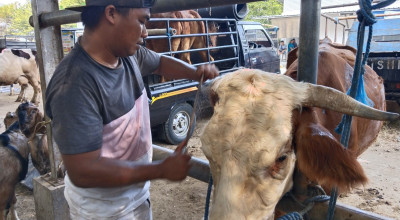 Pedagang di Tulungagung Bawa Sapi ke Salon, agar Laku Mahal!