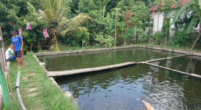 2 Balita di Tulungagung Tewas Tercebur Kolam Ikan Patin