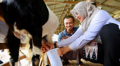 Bupati Kunjungi Peternakan Susu Kambing Warga Banyuwangi: jadi Inspirasi